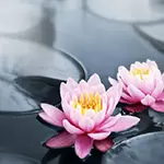 Spirituelles Leben für den Affen im Jahr 2028